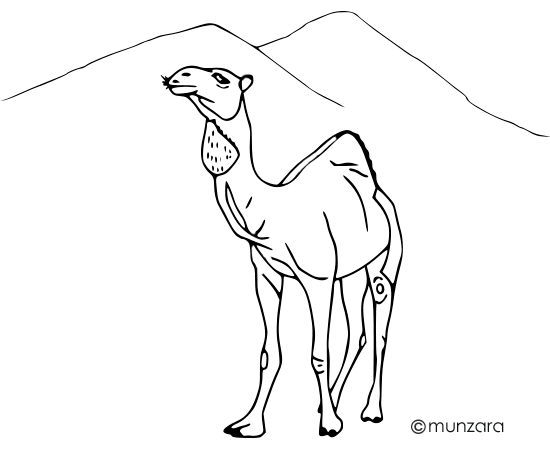 Dromedár - Velbloud jednohrbý na poušti