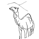Dromedary - Camel with one hump on its body